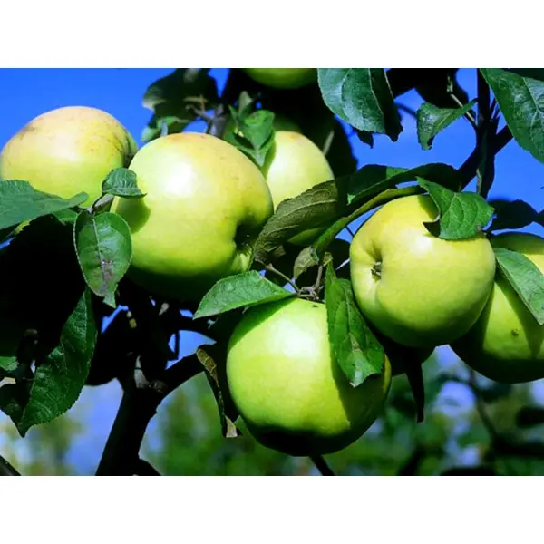 Яблоня Антоновка ø22 h125 - 150 см яблоня солнышко ø22 h125 150 см