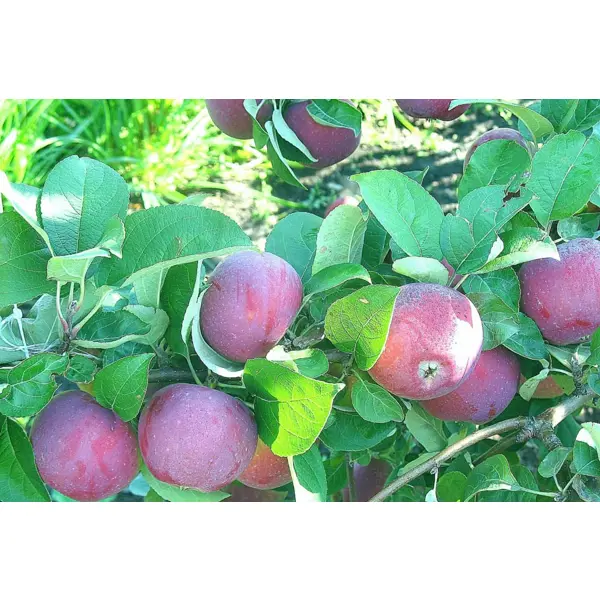 Яблоня Орлик ø22 h125 - 150 см яблоня красномясая джеромини