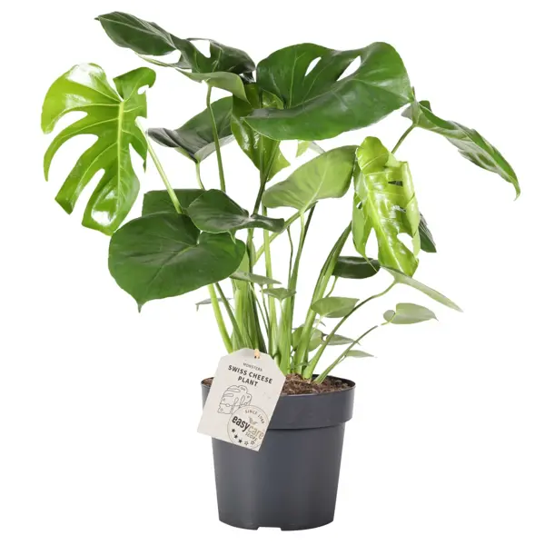 Монстера Деликоса ø17 h50 см декоративно лиственное растение монстера адансони ø12 h15 35 см
