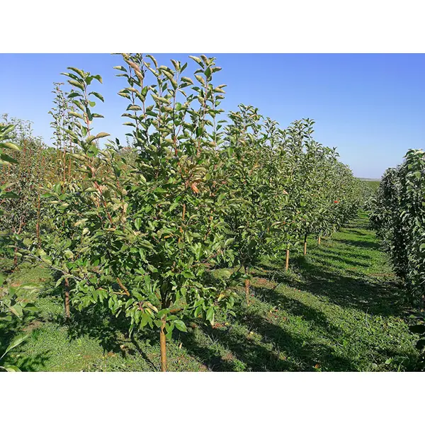 Яблоня Белый налив ø22 h125 - 150 см яблоня малиновка