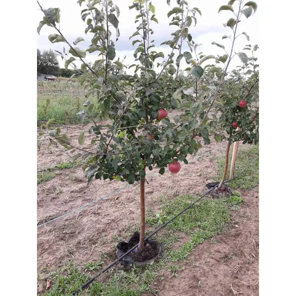 Яблоня Мельба ø22 h125 - 150 см яблоня малиновка