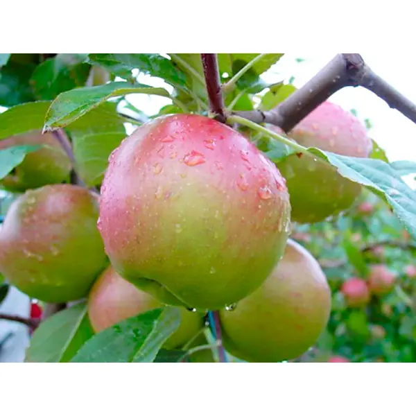 Яблоня Балтика ø22 h125 - 150 см яблоня алтайское бархатное