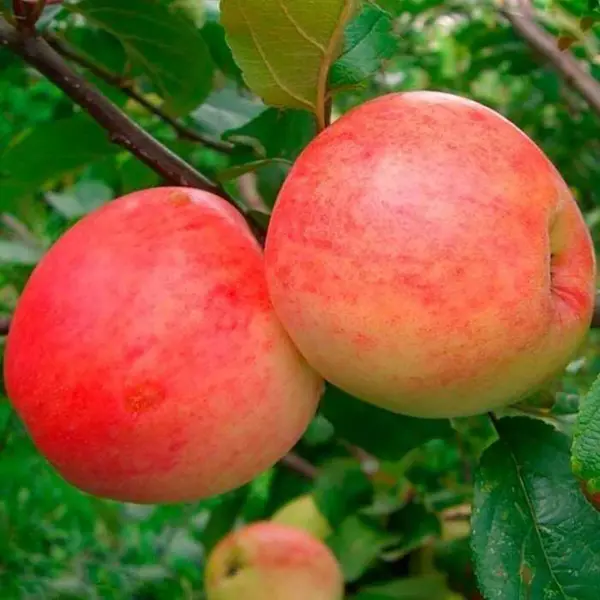 Яблоня Солнышко ø22 h125 - 150 см яблоня малиновка