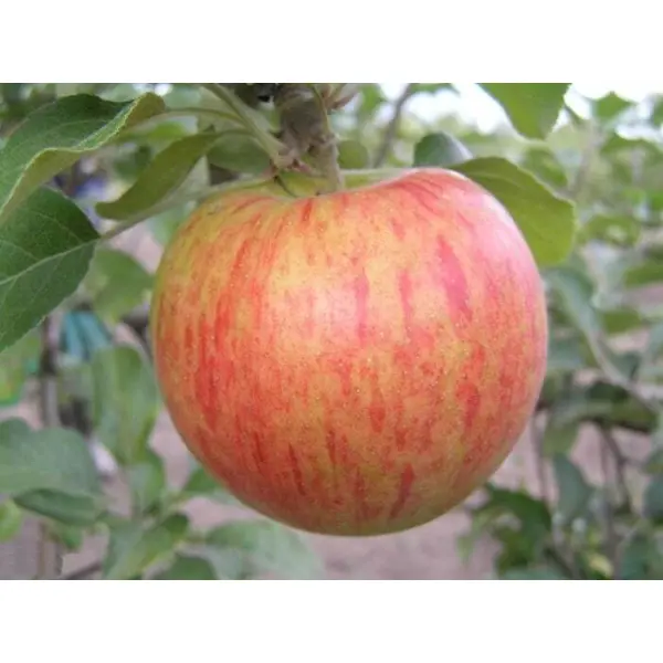 Яблоня Орлинка ø22 h125 - 150 см яблоня малиновка