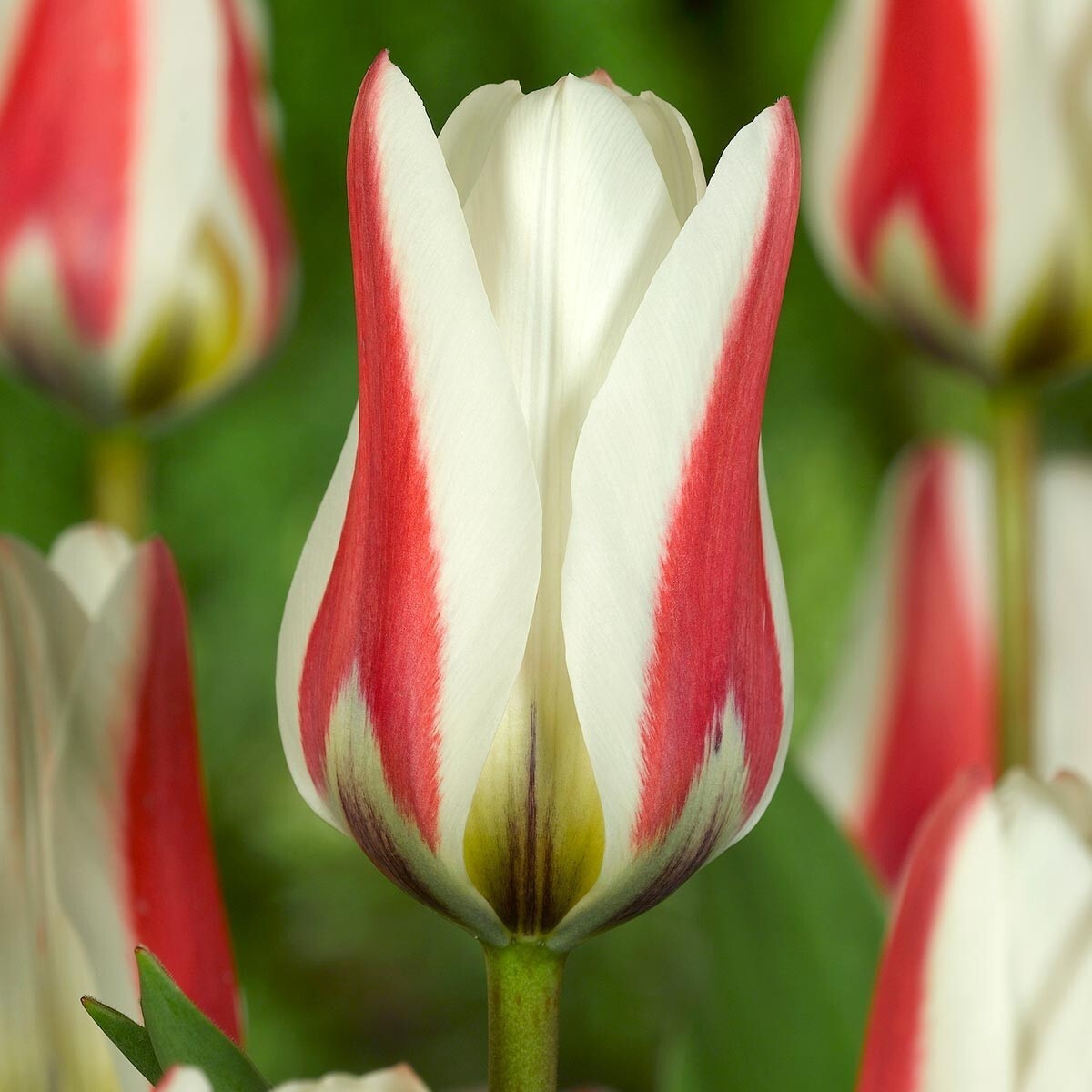 Тюльпан фостера. Tulipa fosteriana. Тюльпан гибрид Фостера бордер легенд. Тюльпан фостериана. Тюльпан Экзотик Пуриссима.