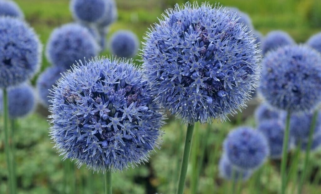 Лук красивенький Allium bellulum Prokh