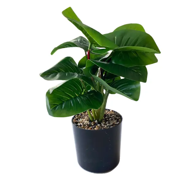 Искусственное растение Алоказия 10c28 см пластик цвет зеленый искусственное растение горстка растений 40x25 см пластик цвет зеленый
