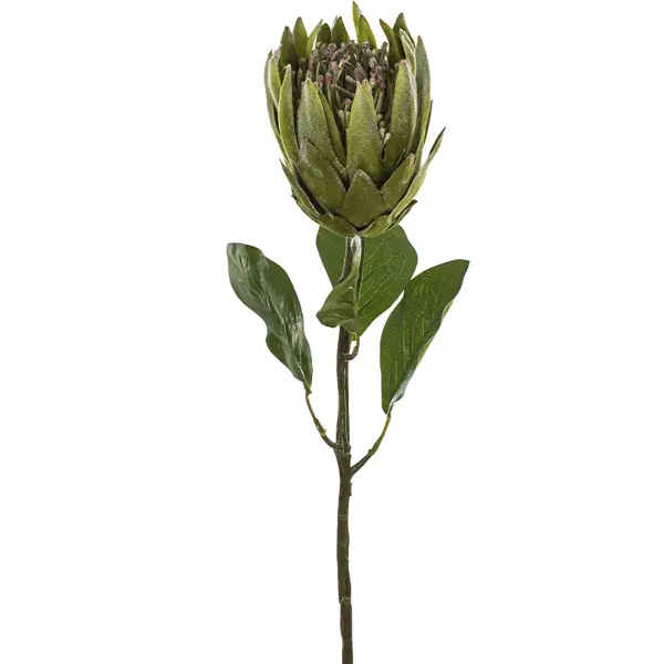Цветок декоративный Протея 79 см цвет зеленый по цене 3177.45 ₽/шт.  купить в Тольятти в интернет-магазине Леруа Мерлен