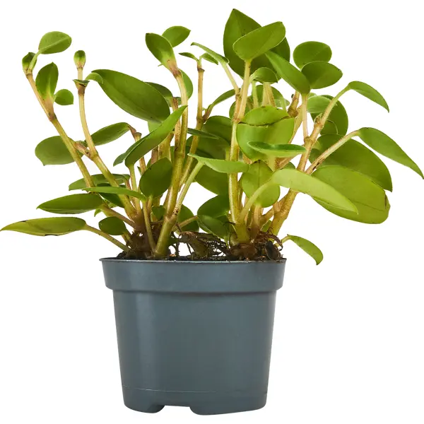 Растения Люкс микс ø9 h25 см кресло артмебель брайтон люкс микровельвет зеленый