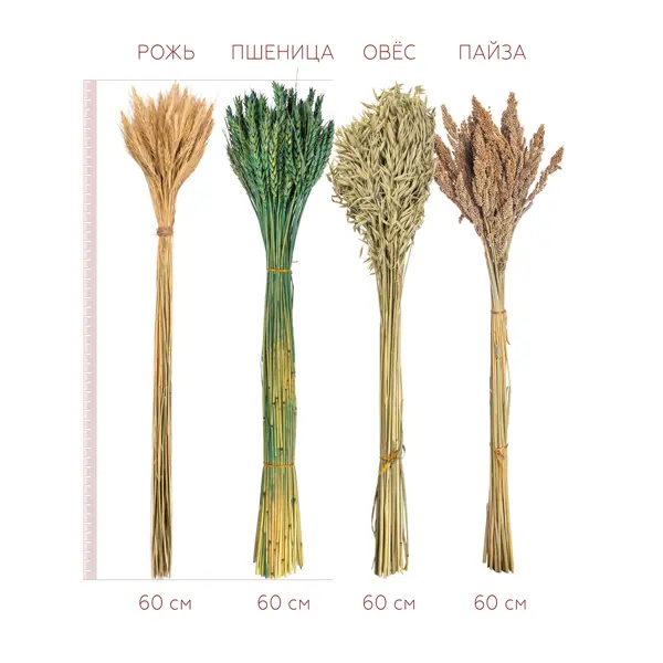 Микрозелень Злаковые микс (пшеница, рожь, овес) 10 г серия bio greens Н22