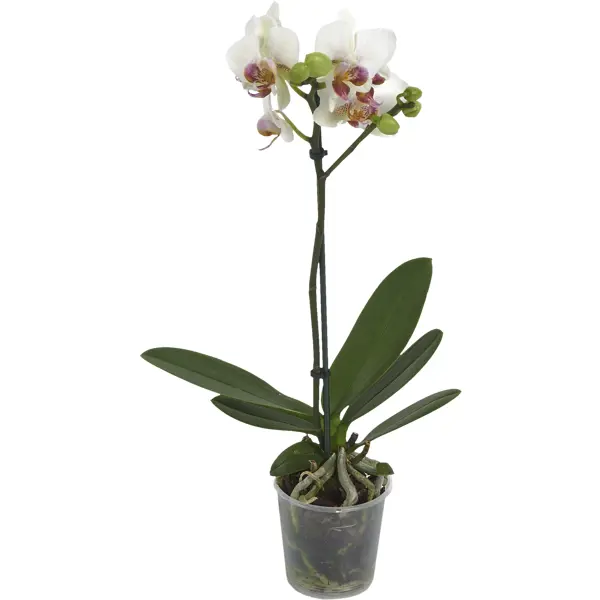 Орхидея Фаленопсис мини 1 стебель ø9 h35 см орхидея фаленопсис микро ø6 h20 см центр букетов