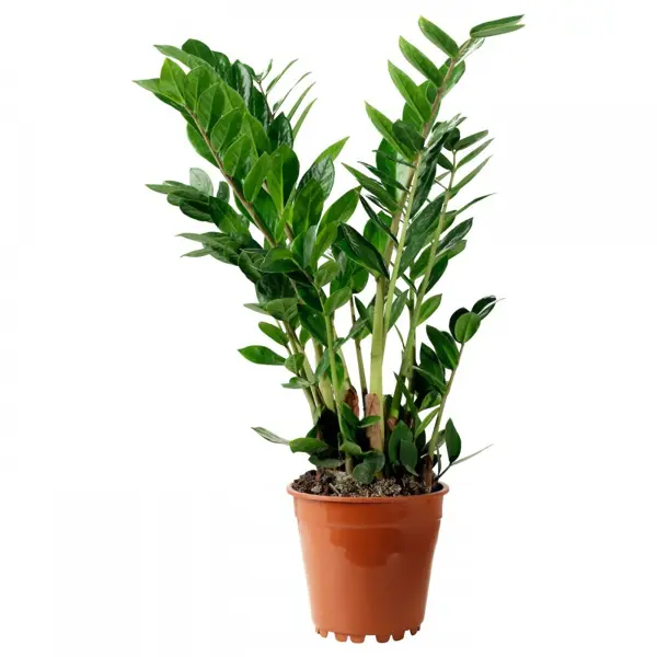 Замиокулькас Замия o17 h55 см искусственный сциндапcус конэко о ампельный с листьями из латекса зеленый высота 90 см