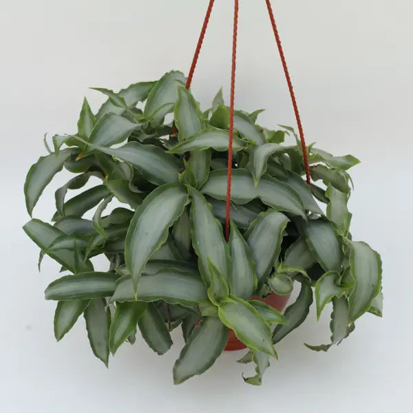 Мурдания в кашпо o15 h30 см искусственный сциндапcус конэко о ампельный с листьями из латекса зеленый высота 90 см