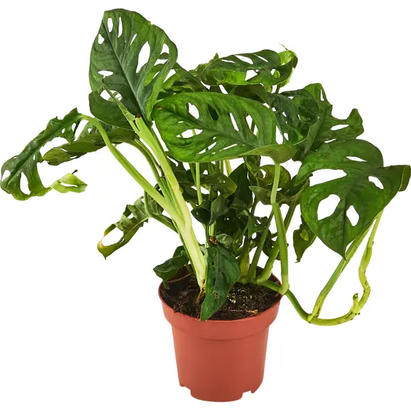 декоративно лиственное растение монстера адансони ø12 h15 35 см Монстера Адансона ø11 h25 см