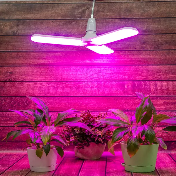 фото Фитолампа светодиодная для растений uniel е27 220 в 24 вт клевер 3 лепестка красно-синий спектр розовый свет
