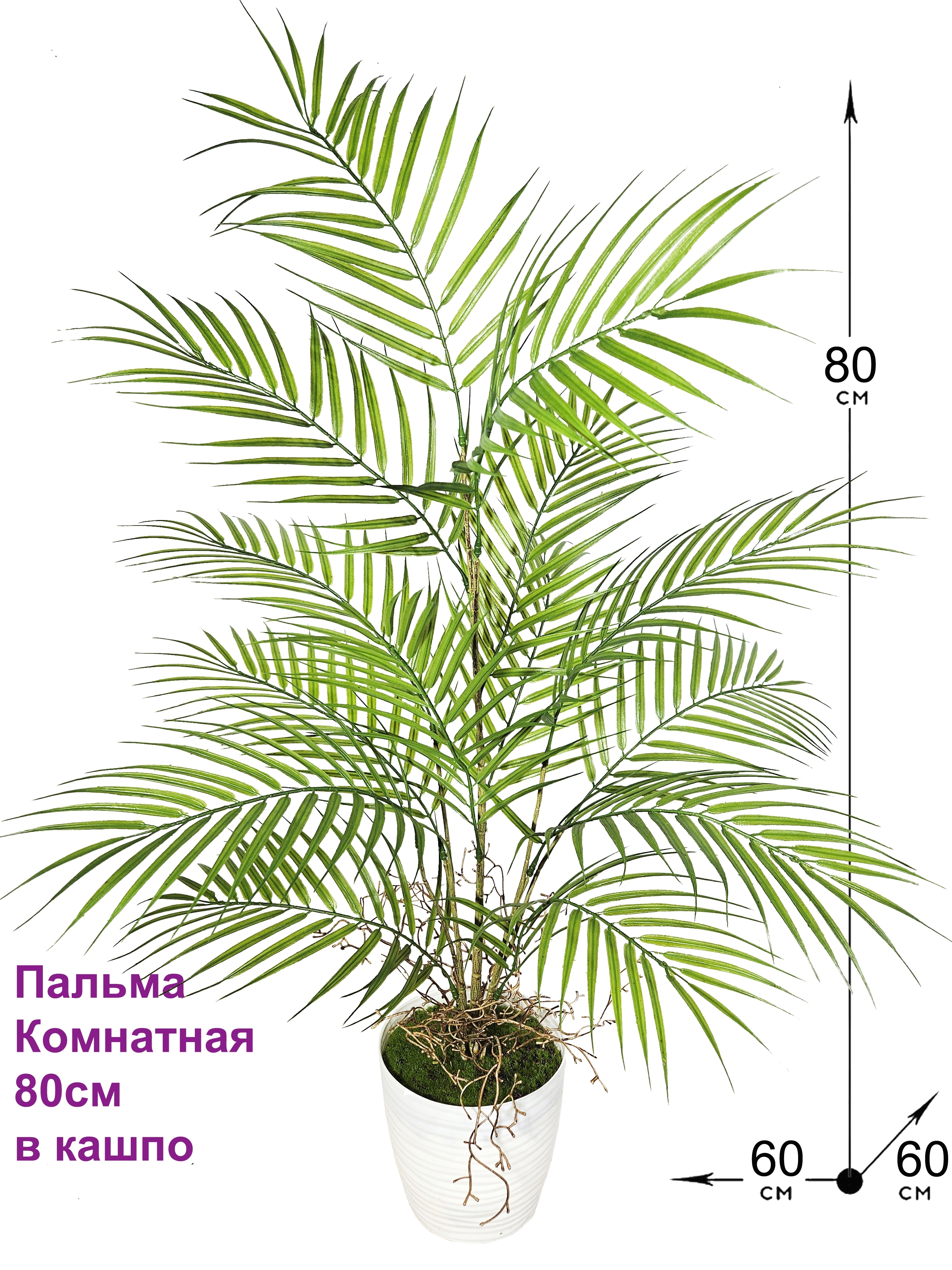 Купить пальму комнатную в горшке в Москве: фото, названия
