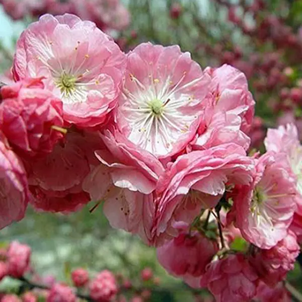 Миндаль трехлопастной Розенмунд h35 см уют растение аквариумное гемиантус с розовыми цветами