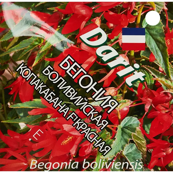 Семена цветов Дарит бегония боливийская Копакабана F1 красная 7 шт. бегония махровая красная 40 мм
