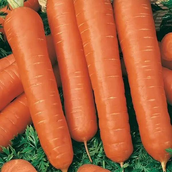 Семена Морковь Тушон Agroni семена морковь хрустишка зайчишка 2 г
