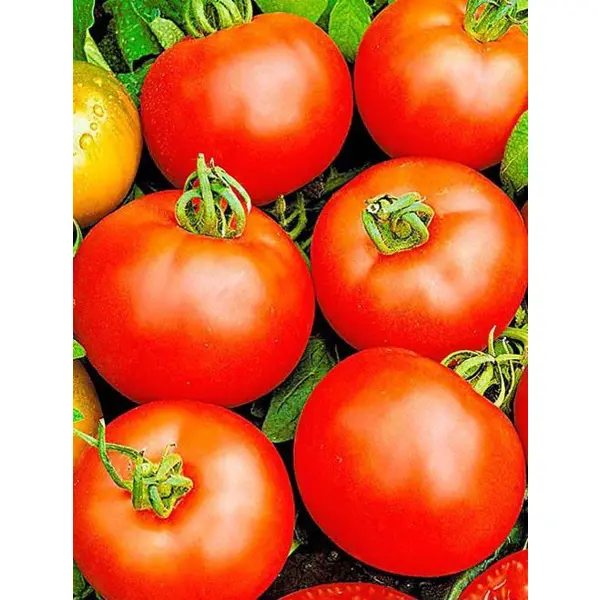 Семена овощей Agroni томат Белый налив семена овощей agroni томат багги f1 5 шт