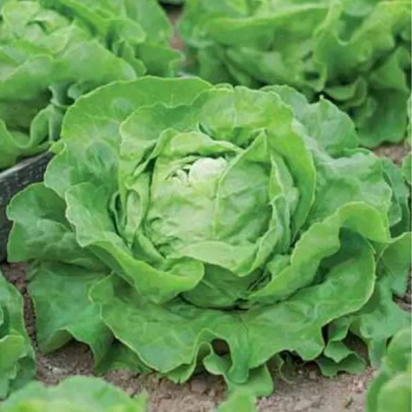 Семена Салат Крупнокочанный семена салат задор 450шт