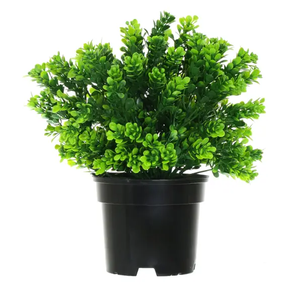 фото Искусственное растение в горшке самшит h30 см цвет зеленый без бренда