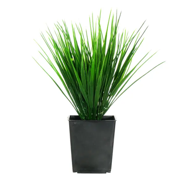 Искусственное растение в горшке осока Дуо h30 см искусственное растение ø10 см в фактурном горшке полоса зеленое пвх