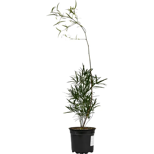 Аспарагус серповидный o12 h25 см растение корневое выращивание коробка садоводство растение корневой шар размножение случай прививки укоренение