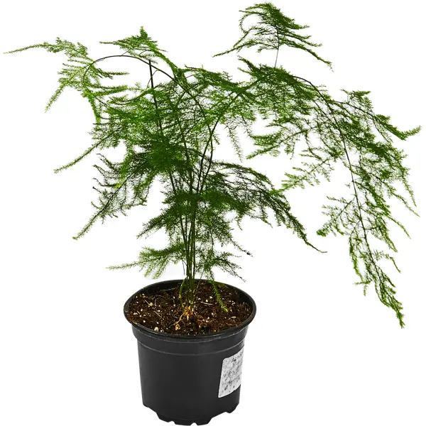 Аспарагус перистый o12 h25 см растение корневое выращивание коробка садоводство растение корневой шар размножение случай прививки укоренение