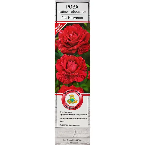 Роза чайно-гибридная «Ред Интуишн» роза чайно гибридная черри бренди h100 см