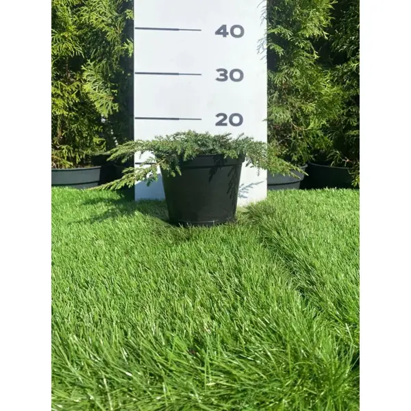 Можжевельник Грин Карпет h20 - 40 см прессованный грунт для вересковых растений робин грин