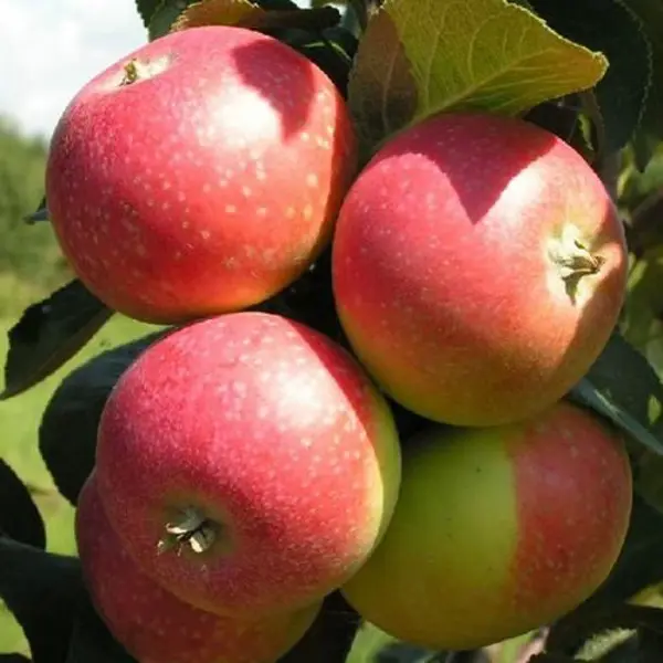 Яблоня Елена пакет h50 см яблоня коричное полосатое пакет h90 см