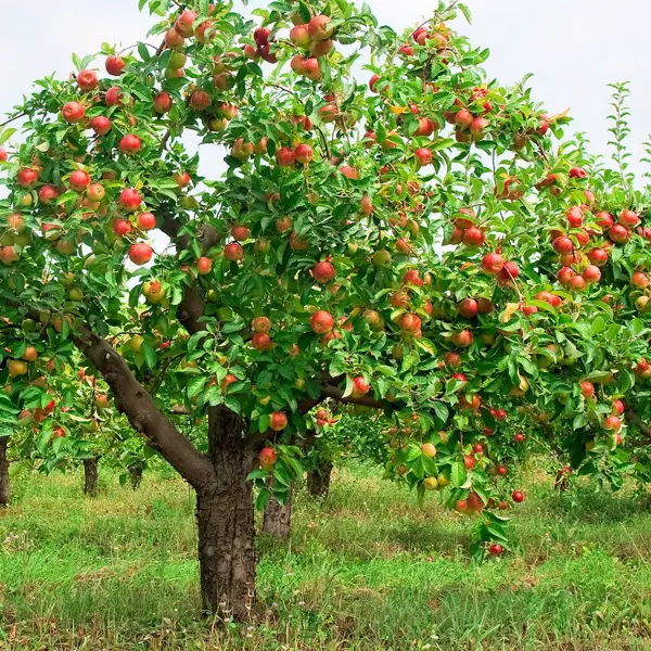 Яблоня микс туба h60 см яблоня малиновка