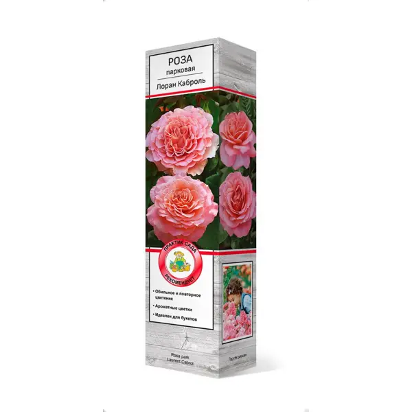 Роза парковая Лоран Каброль ø5 h35 см