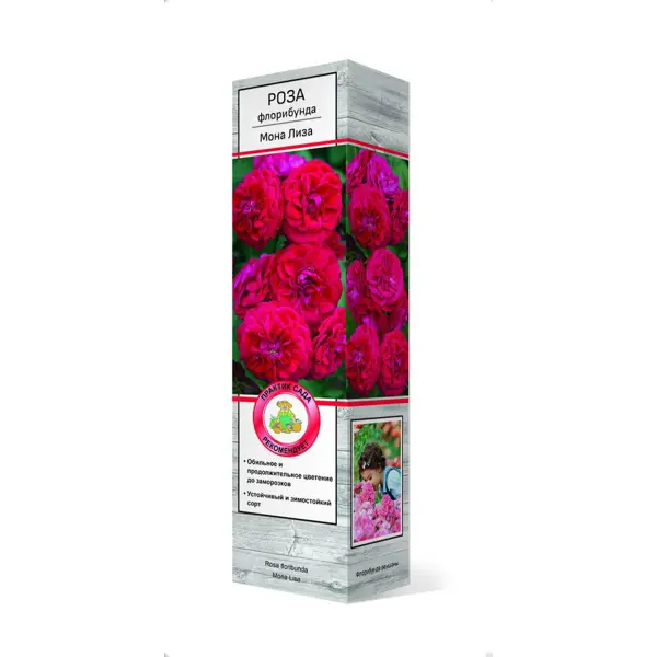 Роза флорибунда Монна Лиза ø5 h35 см роза флорибунда эконом в ассортименте