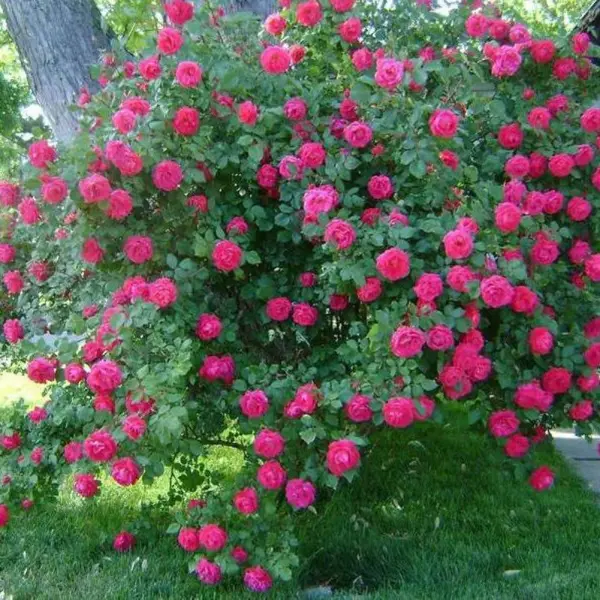 Роза парковая микс ø9.2 h36 см садовые грабли для листвы fachmann