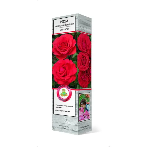 Роза чайно-гибридная Эль Торо ø5 h35 см роза чайно гибридная папа мейян h100 см