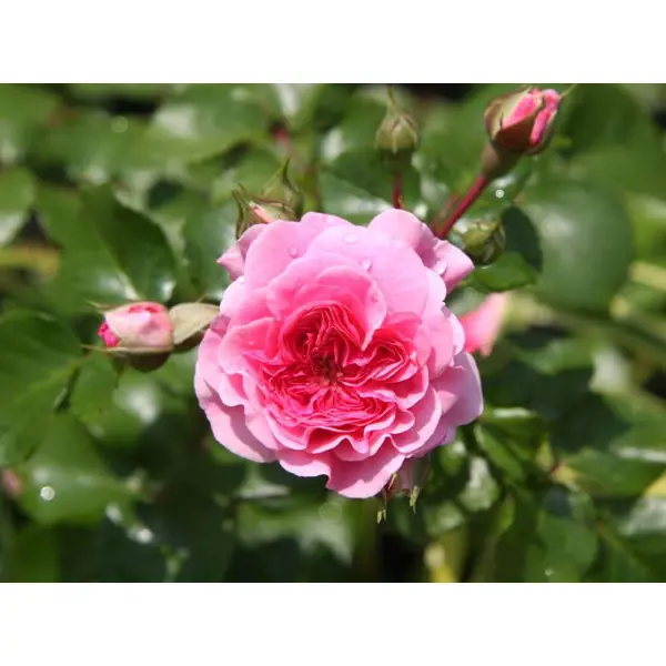Роза почвопокровная Ле Катр Сэзон ø5 h35 см роза почвопокровная миниатюр ориндж h37 см