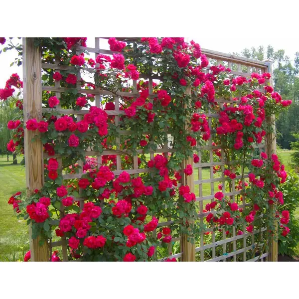 Роза плетистая микс ø9.2 h36 см садовые грабли для листвы fachmann
