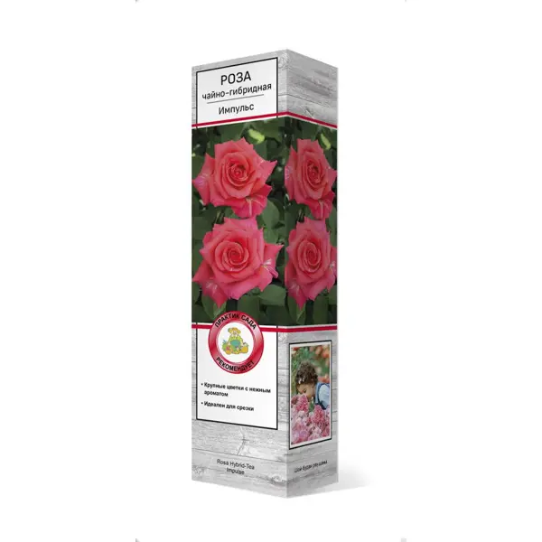 Роза чайно-гибридная Импульс ø5 h35 см роза чайно гибридная папа мейян h100 см