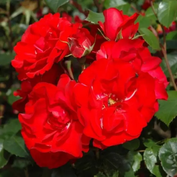 Роза флорибунда Ла Севильяна ø5 h35 см роза флорибунда микс ø9 2 h36 см