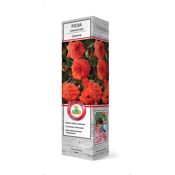 Роза плетистая Салита ø5 h35 см роза плетистая эконом спрей в ассортименте