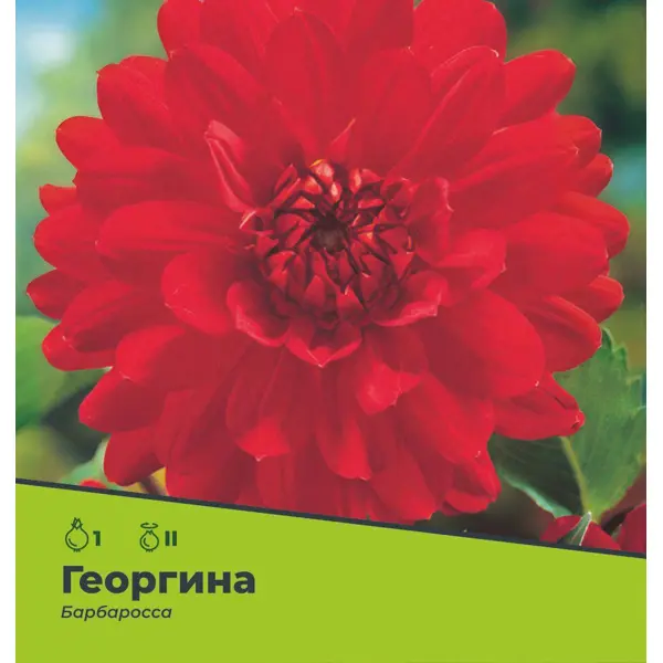 Георгина Барбаросса разбор II редис розово красный с белым кончиком 2 гр цв п