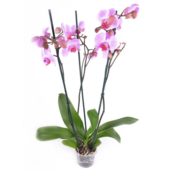 Фаленопсис 3 ствола ø12 h60 - 70 см ы искусственные орхидея фаленопсис 8х80 см красный