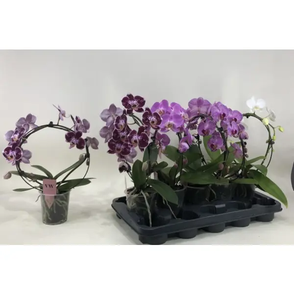 Орхидея Фаленопсис Зеркало ø12 h40 - 45 см