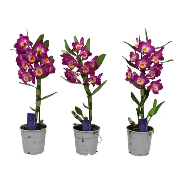 Орхидея Дендробиум Нобиле Акатзуки ø12 h55 см биостимулятор роста августина для орхидей n200 2x3 г
