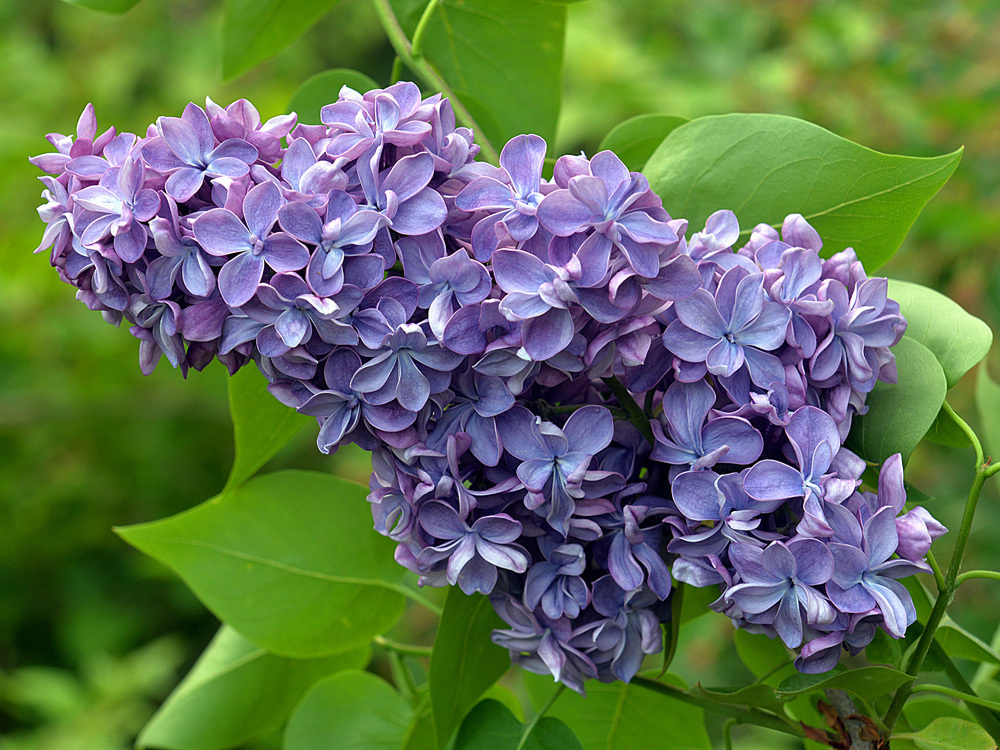 Сирень Syringa vulgaris. Сирень обыкновенная Violetta. Сирень обыкновенная (Syringa vulgaris).