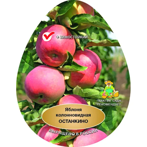 Яблоня колончатая Останкино сетка h150 см яблоня малиновка