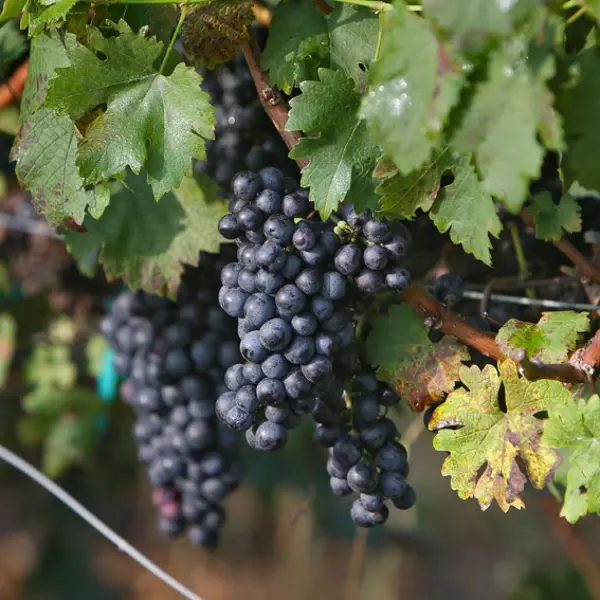 Виноград плодовый С2 «Каберне северный» h50 виноград плодовый августин h40 см