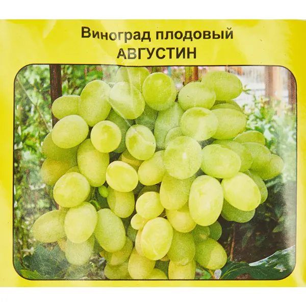 Виноград плодовый Августин h40 см грунт четыре сезона плодовый сад 42л
